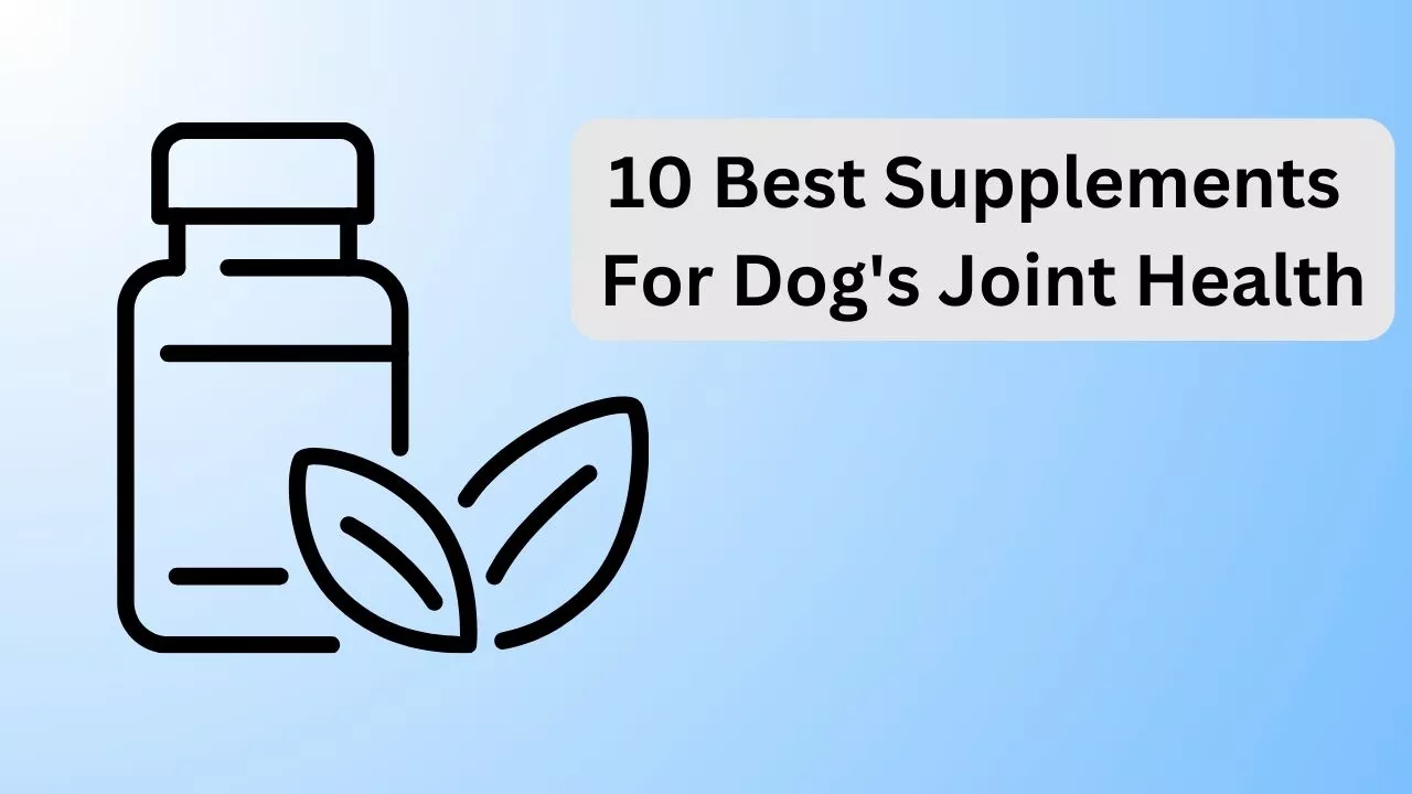 10 Best Supplements For Dogs Joint Health